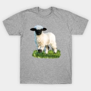 Valais Blacknose Lamb in a Meadow T-Shirt